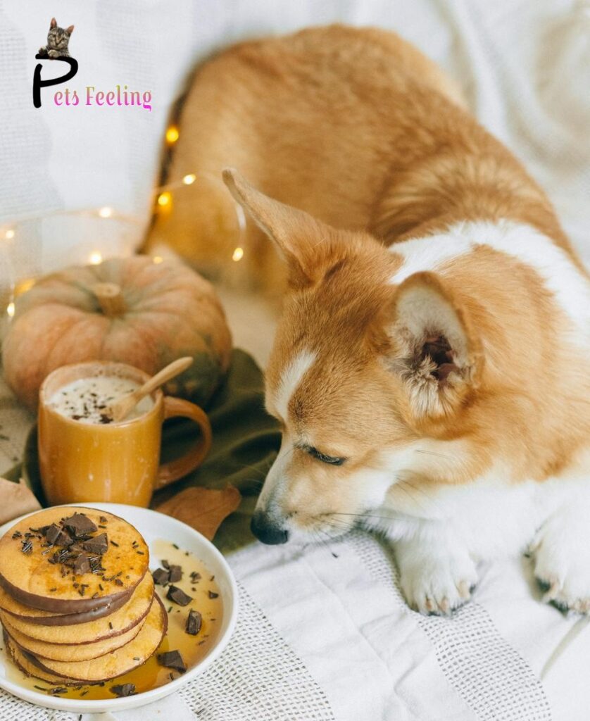 Maintaining Pet Health