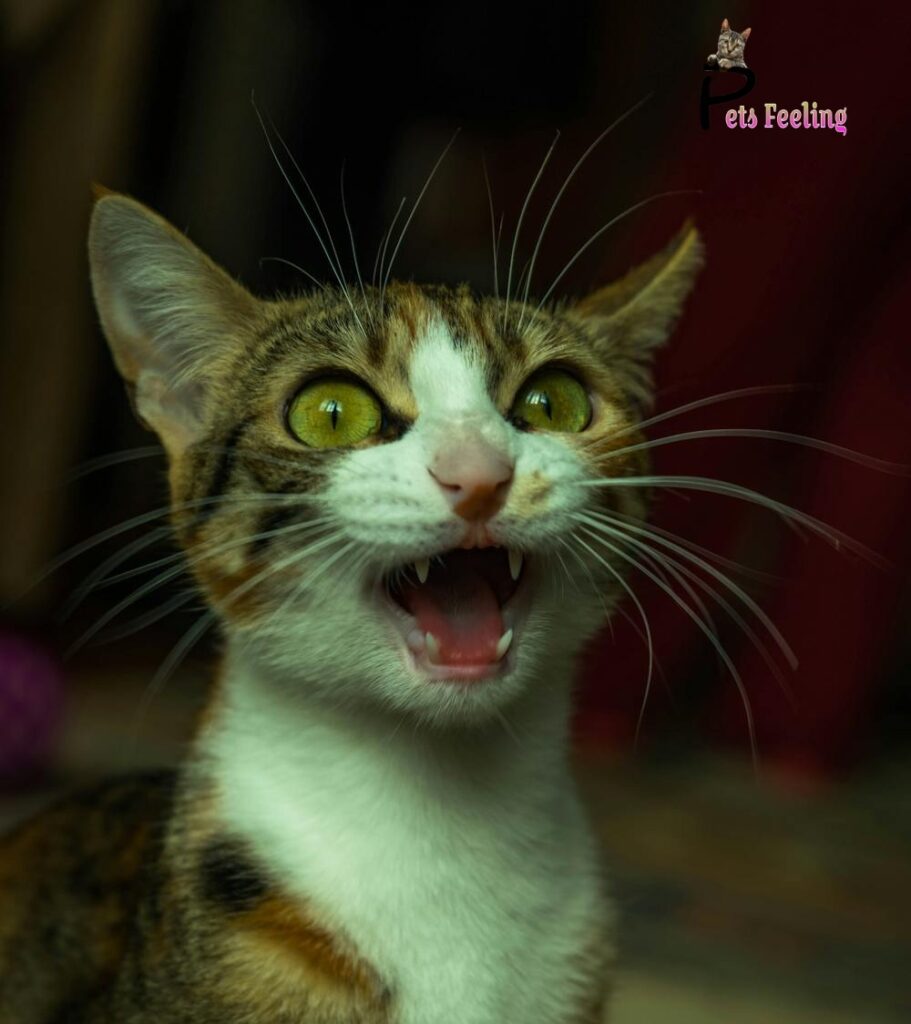 Aggression in Cat Behavior