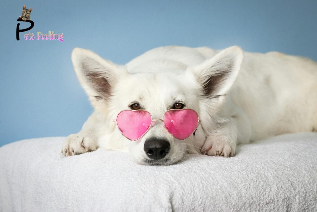 ( Dogs Feel Love )
