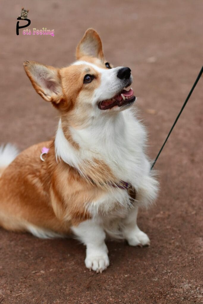 ( Dogs Feel Love )