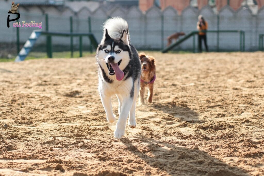 are zoomies a sign of a happy dog