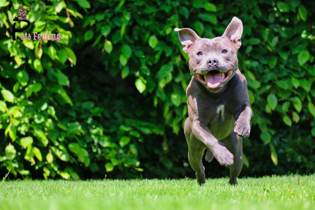 are zoomies a sign of a happy dog