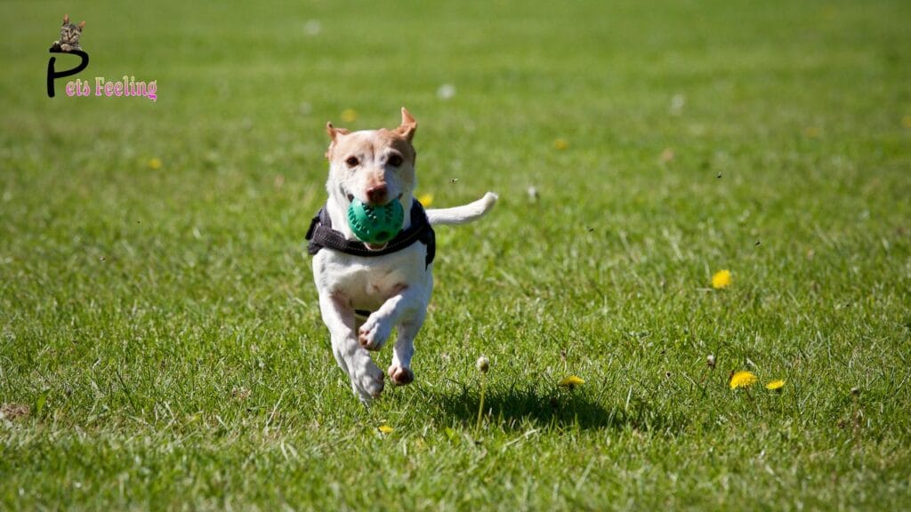 are zoomies a sign of a happy dog